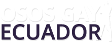 Osos Gay Ecuador